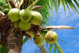 coconut-tree