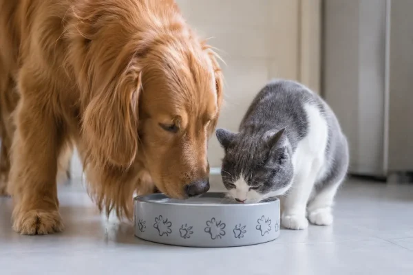Pets Need Clean Water Too: The Benefits of Filtered Water for Your Furry Friends