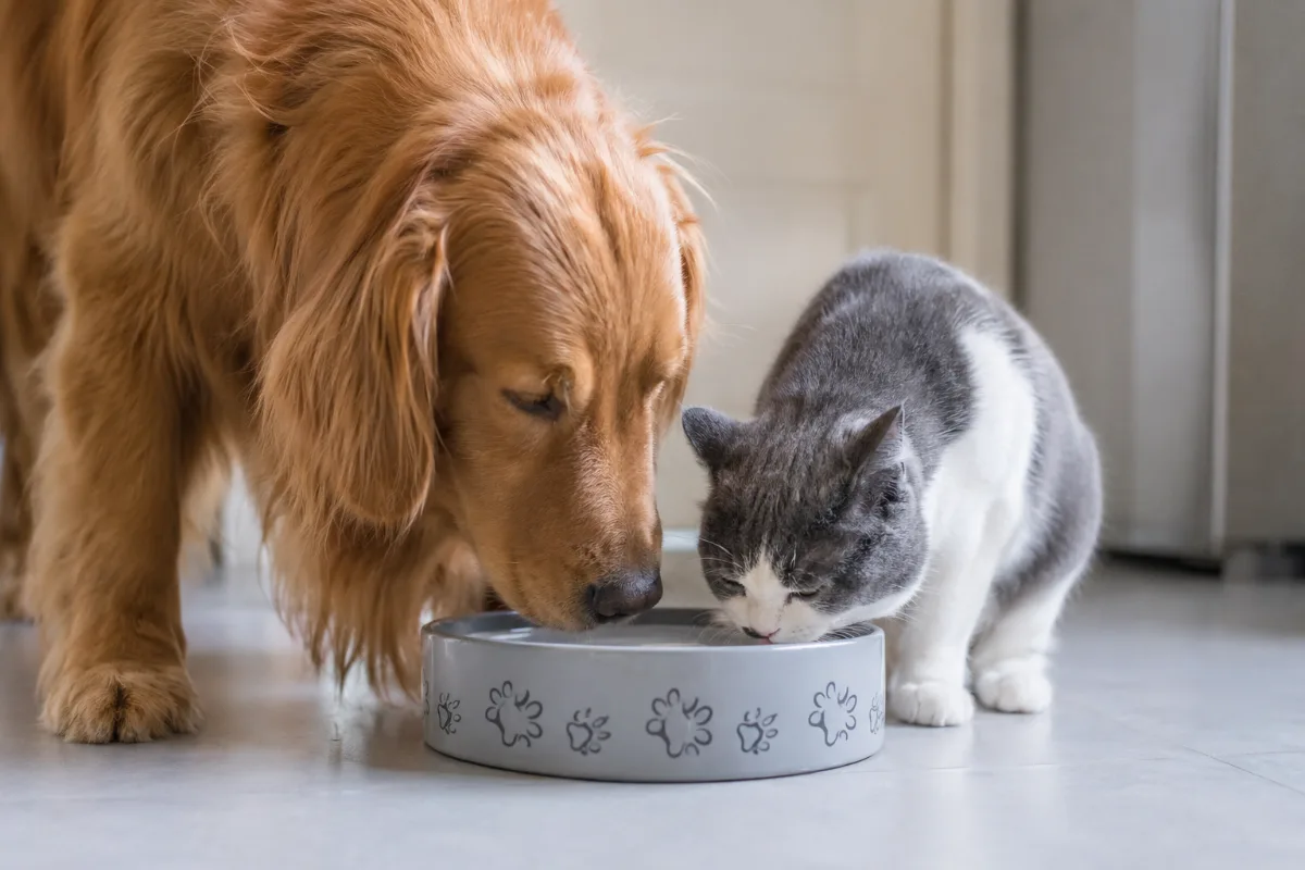 wfa-dog-and-cat-drinking-filtered-water-1200x800 Golden Retriever and domestic cat drinking filtered water from a shared bowl indoors